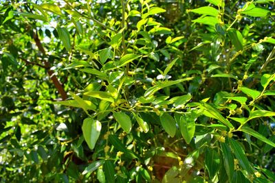 Full frame shot of fresh green leaves