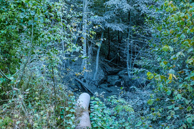 High angle view of trees in forest