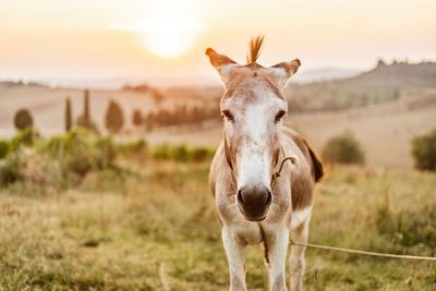 Donkey portrait in wonderful golden sunlight