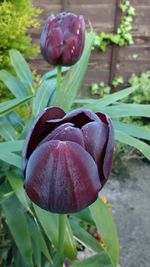 Close-up of flower growing on plant