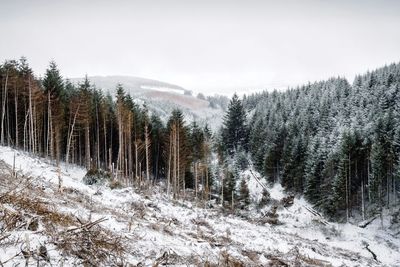 Trees in forest against sky during winter