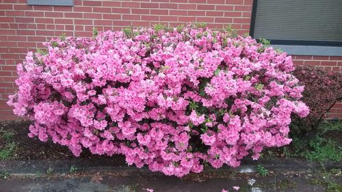 Pink flowers blooming outdoors