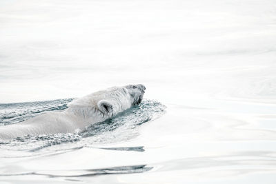 High angle view of polar bear swimming in sea