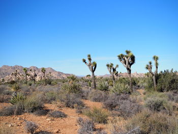 Plants growing on land against clear blue sky