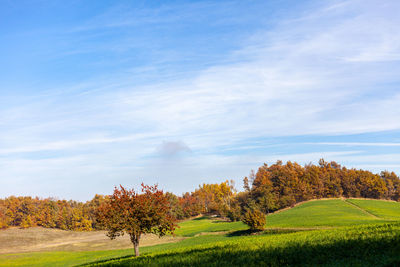 Trees on field against sky during autumn