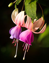 Close-up of pink flowers