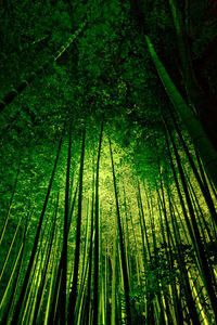 Bamboo trees in forest