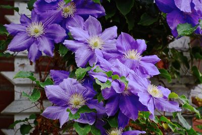 Close-up of purple flowers blooming outdoors