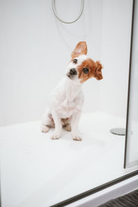 Cute jack russell dog sitting in shower ready for bath time. pets indoors at home