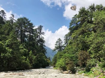 Trees growing in forest against sky