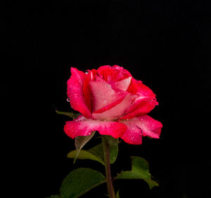 Close-up of pink rose against black background