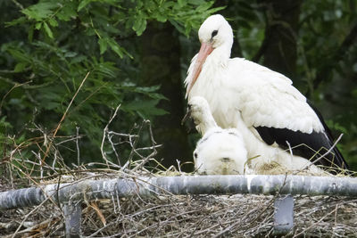 Close-up of swan perching outdoors