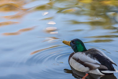 Duck swimming in a lake