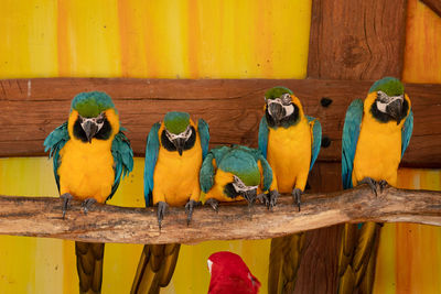 Close-up of parrot perching on wood