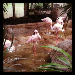 Close up of pink flowers