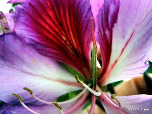 CLOSE-UP OF PINK FLOWERS