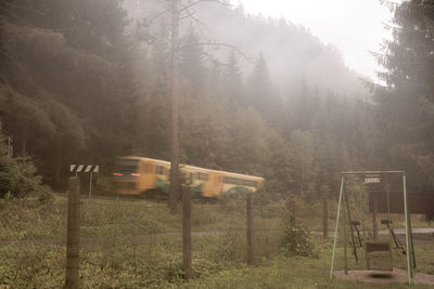 Cars on road amidst trees in forest