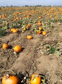 Orange leaves on field