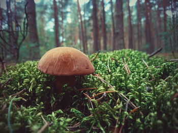 Close-up of mushrooms in forest