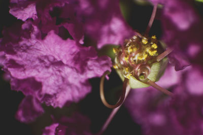 Close-up of pink flower