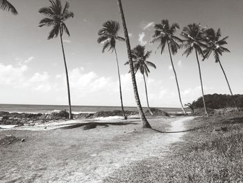 Palm trees on beach against sky