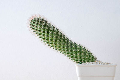 Close-up of cactus plant against wall