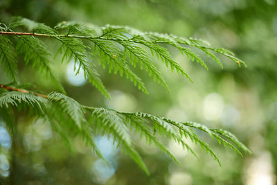 Close-up of pine tree