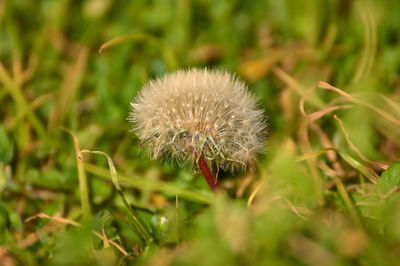 Close-up of dandelion flower on field