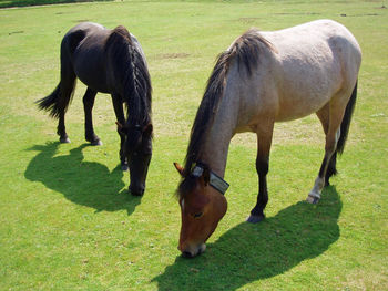 Horses grazing on field