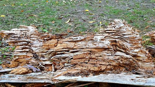 High angle view of trees growing on field