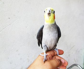 Person holding bird perching on hand
