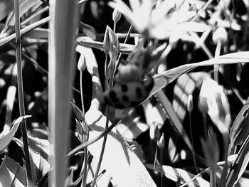 Close-up of succulent plant