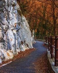 Footpath amidst trees in forest during autumn