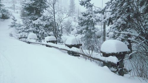 Close-up of snow covered tree