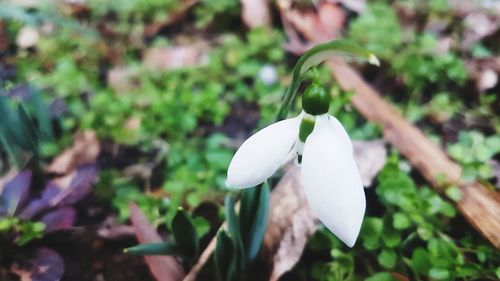 Close-up of white flowering plant