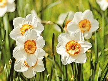 Close-up of white flowering plants
