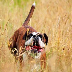 Dog on grassy field