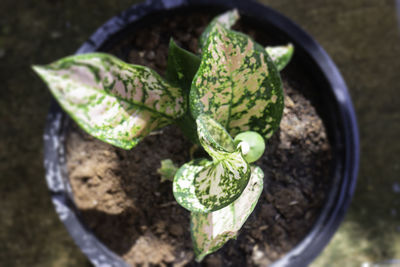 High angle view of leaf in pot