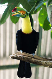 Close-up of bird perching outdoors