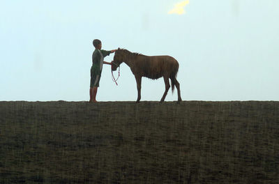 Horse standing on field