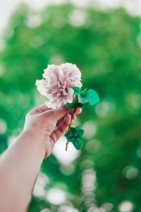 Close-up of hand holding flowering plant