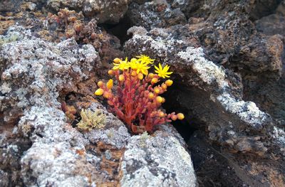 High angle view of flowering plant on rock