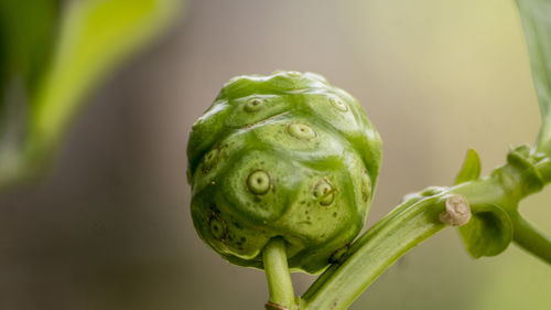 Close-up of a bud