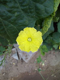 High angle view of yellow flower blooming outdoors