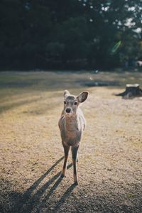 Portrait of dog standing on land