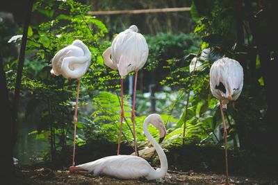 Close-up of white flowers