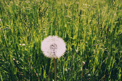 Close-up of dandelion on field