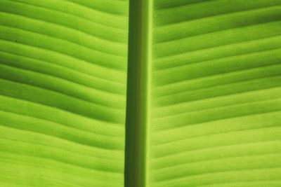 Full frame shot of palm leaf