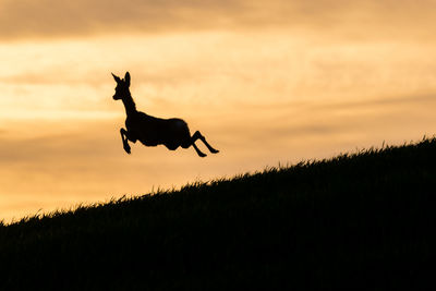 Silhouette of dog jumping on field against sky