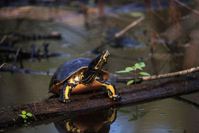 Florida redbelly turtle pseudemys nelson perches on a cypress log 